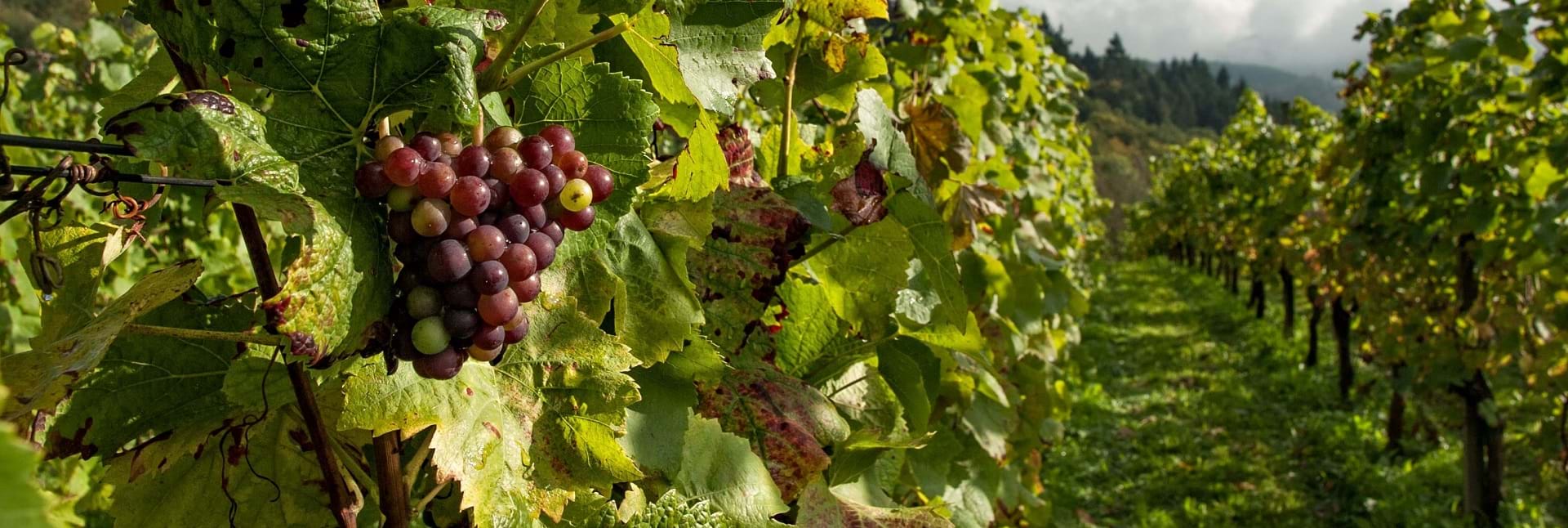 Phillips Wealth Partners, Financial Planner and Aged Care Advisor, Canberra, Sydney