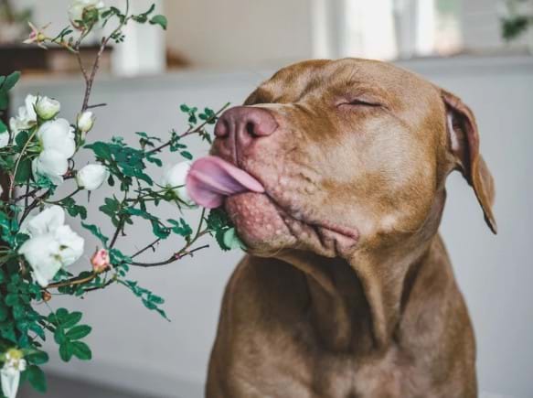 Planning Ahead with RSPCA ACT’s Home Ever After and Pets and Positive Ageing