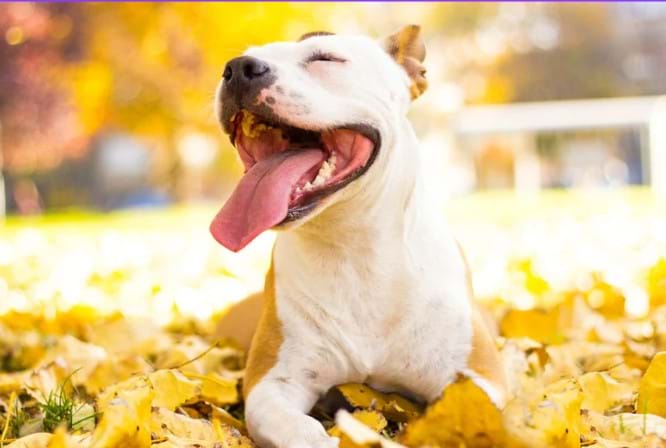 Retirement Risk: The SMILE framework